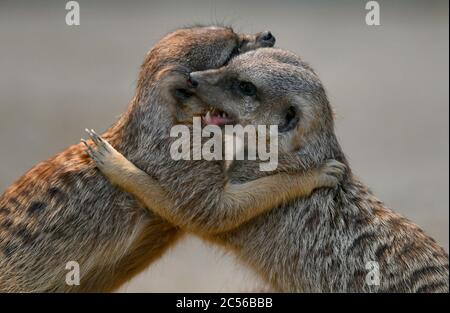 Deux méerkats (Suricata surigatta), jeunes animaux, captifs, affectueux, Allemagne Banque D'Images