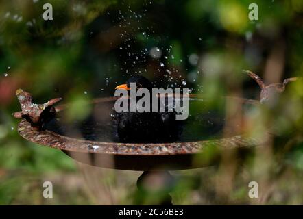 Blackbird (Turdus merula), homme, baigne dans un bassin d'oiseaux, Stuttgart, Bade-Wurtemberg, Allemagne Banque D'Images