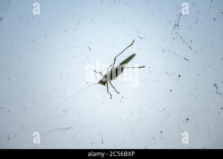 Le cheval de foin vert (Tetigonia viridissima), aussi le grand cheval de foin, ou sauterelle verte sur une vitre. Banque D'Images