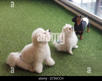 Chiots de différentes races regardant vers le haut tout en étant assis sur le sol vert Banque D'Images
