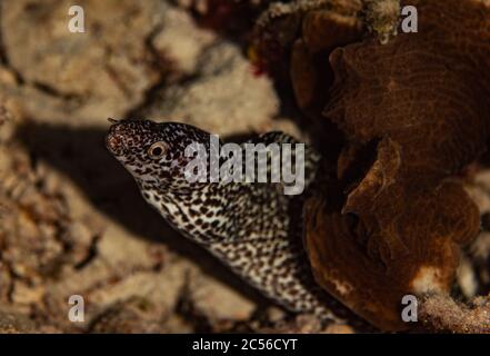 Une anguille moray à pois qui pend sur le récif de Bonaire, aux Pays-Bas. Banque D'Images