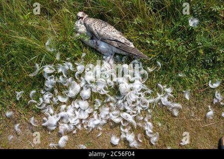 Allemagne, Basse-Saxe, Frise orientale, Juiste, mouette morte sur la plage. Banque D'Images