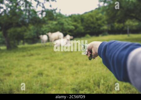 Foyer mou d'un agriculteur attirant un groupe de vaches avec une branche sur sa main Banque D'Images