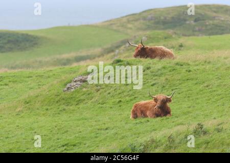 Deux mâles de bovins de haute terre tauntent lye parmi l'herbe balayée par le vent, un des ragoûts, un sur un monticule. Copier l'espace à la main gauche comme les vaches semblent distanciées. Banque D'Images