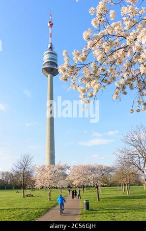 Autriche, Vienne, Donauturm (Tour du Danube), cerisier en fleurs, parc Donaupark, en 22. Donaustadt, Banque D'Images