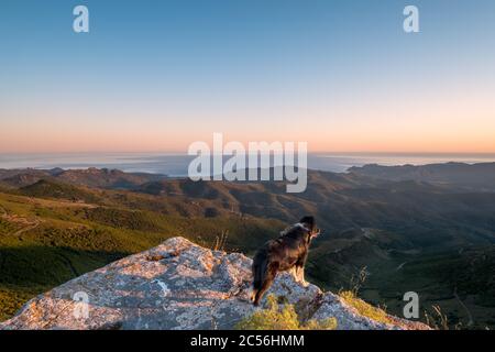 Un chien de collie, en bordure, qui jouit d'une vue sur la côte et la mer Méditerranée au lever du soleil depuis un éperon rocheux du col de San Colombano Banque D'Images