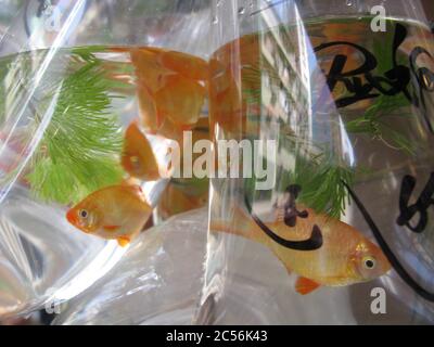 Gros plan de poissons rouges dans un sac en plastique Banque D'Images