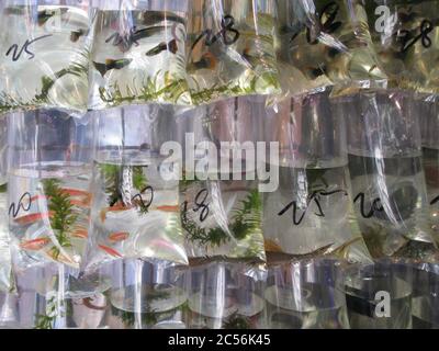 Gros plan de poissons rouges dans des sacs en plastique Banque D'Images