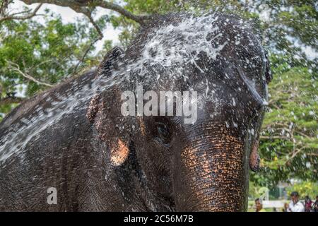 L'éléphant est vaporisé avec un acier à l'eau pour le rafraîchissement et le nettoyage Banque D'Images