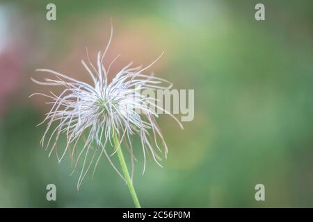 Plante à fruits de Pulsatilla alpina, Dolomites, Italie Banque D'Images