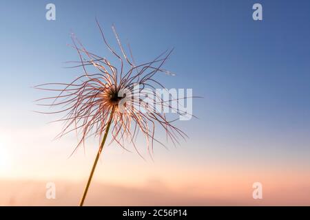 Plante à fruits de Pulsatilla alpina, Dolomites, Italie Banque D'Images