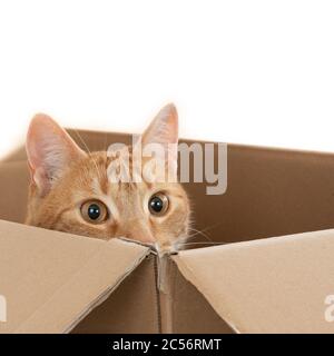 Gros plan d'un chat de gingembre domestique assis dans un boîte marron avec sa tête sur le bord Banque D'Images