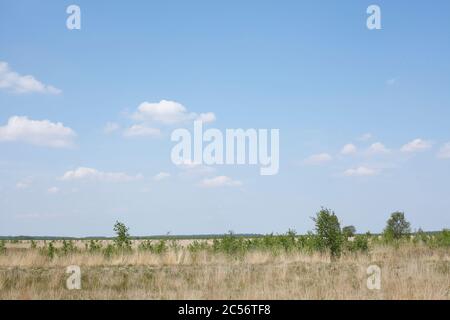 Réserve naturelle Neustädter Moor, Wagenfeld, Basse-Saxe, Allemagne, Europe Banque D'Images