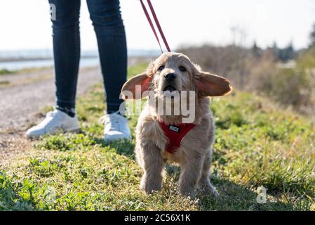 Un mini-Goldendoodle de 8 semaines (mélange d'un retriever doré et d'un coolé miniature) court avec ses oreilles dépassant de l'herbe. Banque D'Images