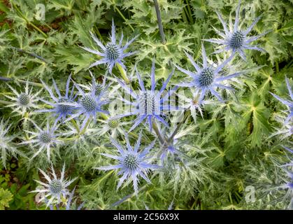 Gros plan d'Eryngium × zabelii 'Big Blue', Sea Holly, fleurs bleues avec feuilles vertes en arrière-plan. Banque D'Images