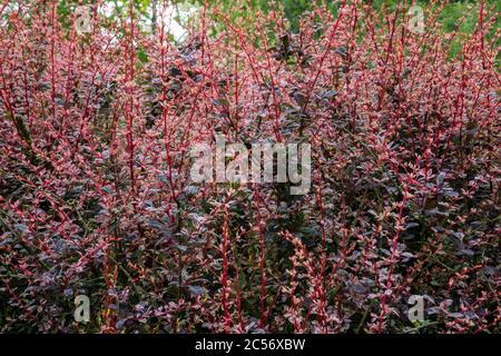 Gros plan BERBERIS thunbergii F. atropurpurea 'Rose Glow' buisson. De nouvelles pousses rouges avec des feuilles pourpres profondes. Banque D'Images