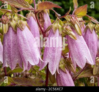 Gros plan de blanc crémeux brossé avec le bellflower coréen rose, Campanula takesimana, avec des feuilles et des bourgeons brillants à franges rouges. Arrière-plan flou de la plante Banque D'Images