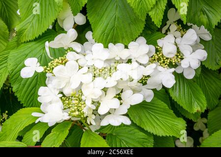 Gros plan de fleurs de Viburnum plicatum 'Mariesii' blanc pur parmi les feuilles vertes brillantes, Banque D'Images