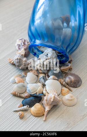 Collection Seashells, souvenirs des vacances d'été Banque D'Images