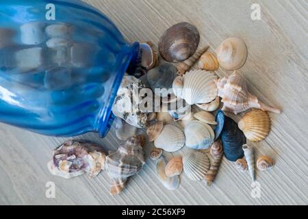 Collection Seashells, souvenirs des vacances d'été Banque D'Images