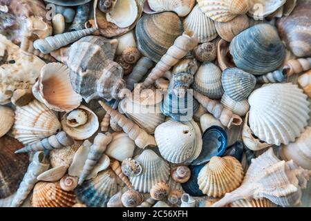 Collection Seashells, souvenirs des vacances d'été Banque D'Images