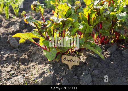 Un jeune plantule de betterave, Beta vulgaris, ensoleillé en gros plan, poussant à l'extérieur dans un jardin. Banque D'Images