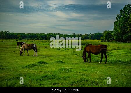 Chevaux tôt le matin dans un enclos à cheval pendant la manne Banque D'Images