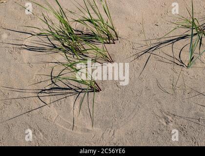 Herbe verte courte, sable et galets de dunes, paysage traditionnel d'été, réserve naturelle de Harilid, Estonie, mer Baltique Banque D'Images