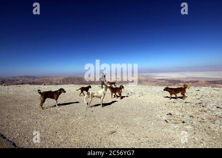 Tafileh, Jordanie. 30 juin 2020. Le gardien de chiens errants jordanien Issam Sawalqah s'occupe des chiens errants dans le gouvernorat sud de Tafileh, en Jordanie, le 30 juin 2020. Crédit: Mohammad Abu Ghosh/Xinhua/Alamy Live News Banque D'Images