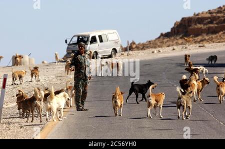 Tafileh, Jordanie. 30 juin 2020. Le gardien de chiens errants jordanien Issam Sawalqah s'occupe des chiens errants dans le gouvernorat sud de Tafileh, en Jordanie, le 30 juin 2020. Crédit: Mohammad Abu Ghosh/Xinhua/Alamy Live News Banque D'Images