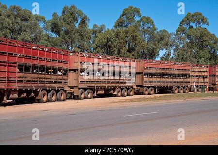 Un train routier qui carte des bovins à travers le pays, d'une gare australienne à l'abattoir pour abattage Banque D'Images