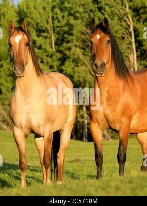 Deux magnifiques chevaux Shire debout ensemble dans la prairie. Banque D'Images