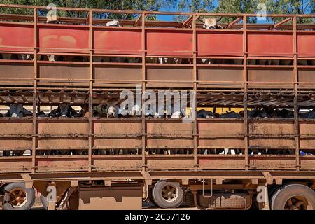 Un train routier qui carte des bovins à travers le pays, d'une gare australienne à l'abattoir pour abattage Banque D'Images