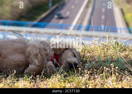 Un mini-Goldendoodle, un mélange de Golden Retriever et miniature Poodle, peut dormir sur un pont autoroutier. Banque D'Images