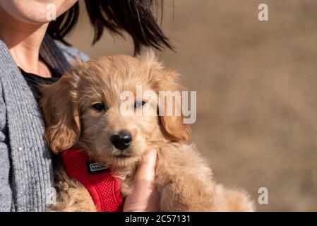 Un mini-Goldendoodle, un mélange de Golden Retriever et de miniature Poodle, se trouve dans le bras de son propriétaire. Banque D'Images