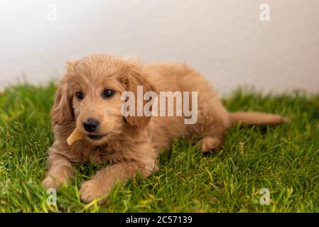 Un mini-égaireet, mélange de retriever doré et de jouet, repose sur la pelouse d'un chien. Banque D'Images