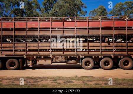 Un train routier qui carte des bovins à travers le pays, d'une gare australienne à l'abattoir pour abattage Banque D'Images