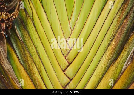 Gros plan de Traveler's Tree (Ravenala madagascariensis), espèce rare d'un palmier à feuilles, Hawaii, Aloha State, États-Unis Banque D'Images