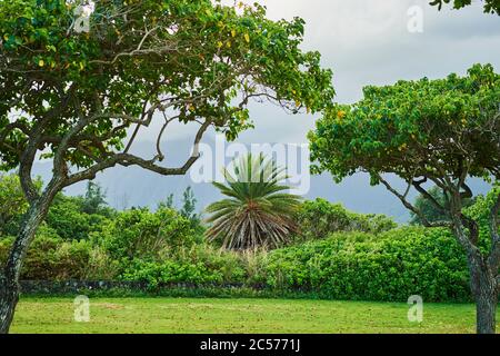 Paysage de Kualoa point, Parc régional de Kualoa, île d'Oahu, Oahu, Hawaii, État d'Aloha, États-Unis Banque D'Images