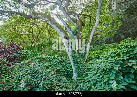 Acacia factice, rouille noire (Robinia pseudoacacia), arbre, tronc, branches, Hawaï, État d'Aloha, États-Unis Banque D'Images