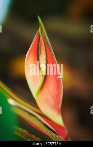 Heliconia (Heliconia rostrata), Floraison, Hawaï, État d'Aloha, États-Unis Banque D'Images