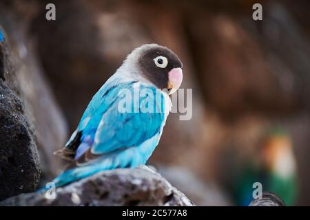 Chien à tête noire (Agapornis personatus), perroquet, assis sur le côté, Hawaï, État d'Aloha, États-Unis Banque D'Images