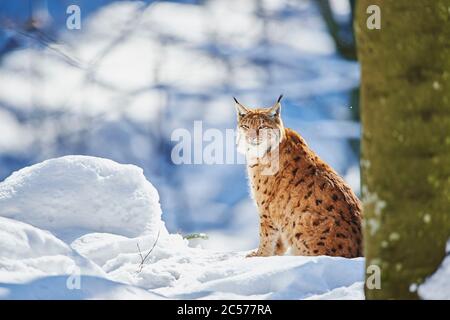Lynx européen (Lynx lynx) en hiver, assis latéralement, Parc national de la forêt de Bayernn, Bayern, Allemagne Banque D'Images