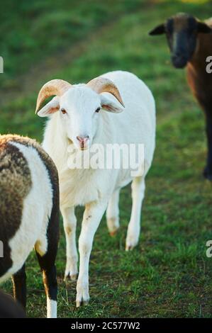 Cameroun moutons (Ovis aries) debout, regardant caméra, tête-sur-, marche, prairie, Bayern, Allemagne Banque D'Images