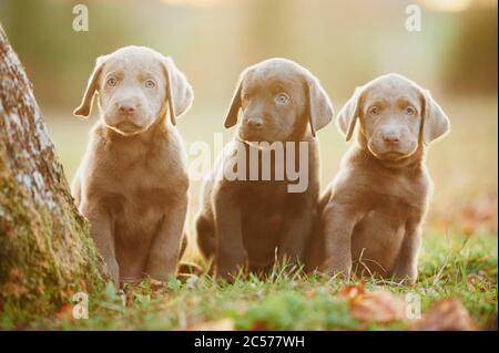 Labrador retriever, chiot, assis, tête-sur, regardant la caméra, prairie, Allemagne Banque D'Images