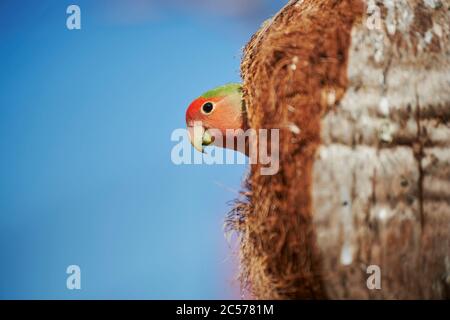 Pêche-tête (Agapornis fischeri), perroquet, arbre, latéral, assis, Hawaii, Aloha State, États-Unis Banque D'Images