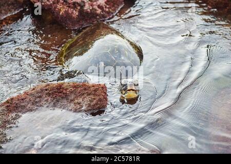 Tortue verte (Chelonia mydas) sur Turtle Bay, île d'Oahu, Oahu, Hawaii, État d'Aloha, États-Unis Banque D'Images