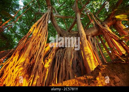 Banyan ou figuiers (Ficus benghalensis) sur Waikiki Beach, Honolulu, île hawaïenne d'Oahu, O'ahu, Hawaii, État d'Aloha, États-Unis Banque D'Images