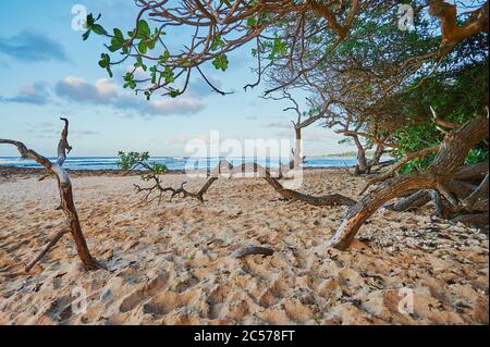 Plage de sable avec arbre sur la côte de Kuilima (plage de plongée avec tuba), baie de tortues, côte nord, île hawaïenne d'Oahu, Oahu, Hawaii, État d'Aloha, États-Unis Banque D'Images