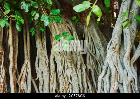 Banyan ou figuiers (Ficus benghalensis) sur Waikiki Beach, Honolulu, île hawaïenne d'Oahu, O'ahu, Hawaii, État d'Aloha, États-Unis Banque D'Images